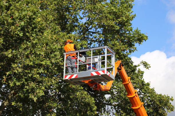 Best Tree and Shrub Care  in Solon, OH