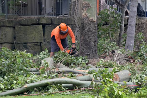 Best Hazardous Tree Removal  in Solon, OH